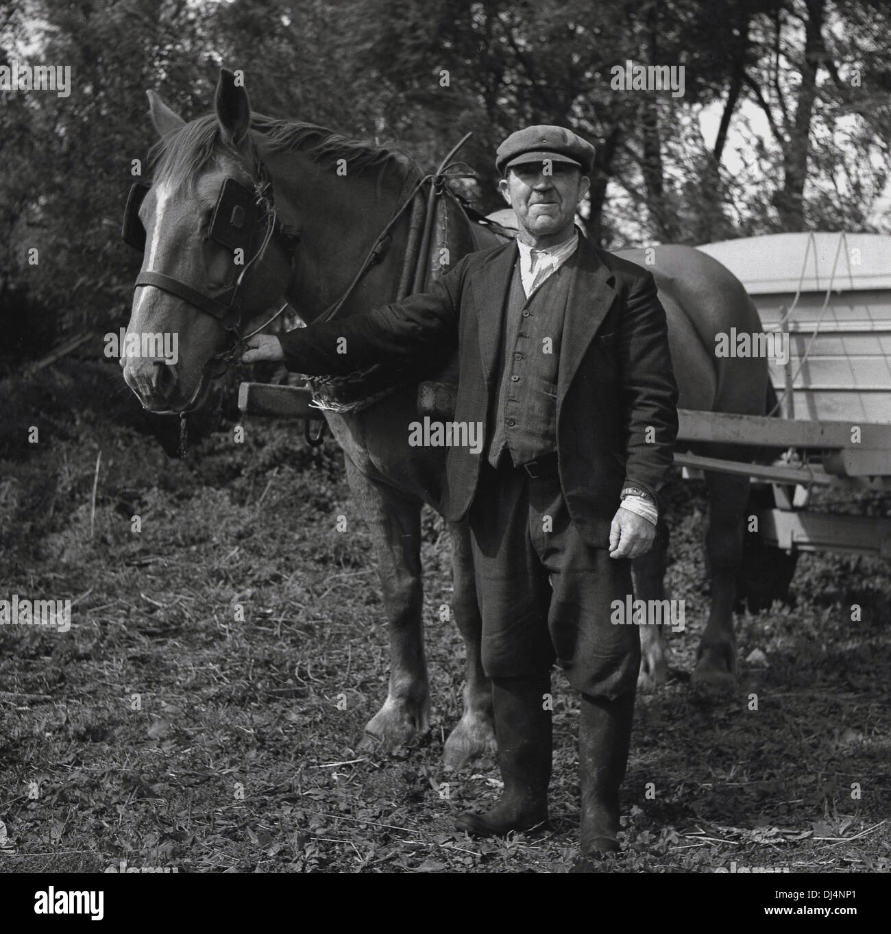 Photo historique de 1950s, Norfolk, Angleterre, Royaume-Uni, un fier petit porteur ou petit fermier dans les vêtements de l'époque et portant une casquette plate, debout sur son pays avec son cheval attaché à une remorque. Banque D'Images