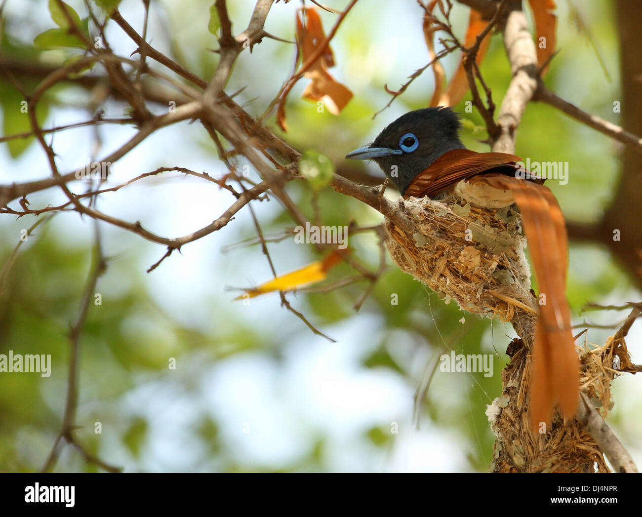 African Paradise Flycatcher Terpsiphone viridis au nid Banque D'Images