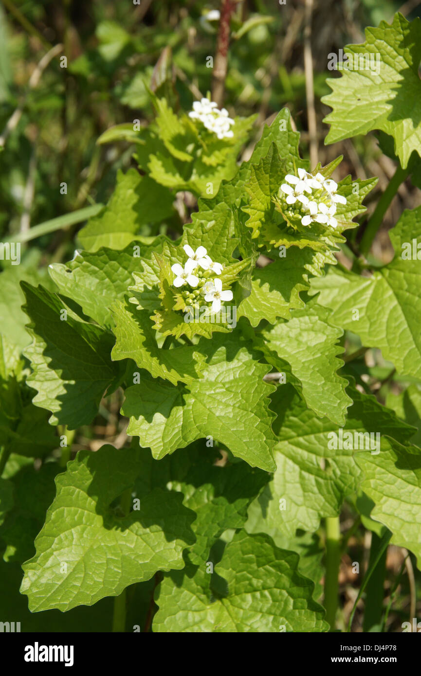 Ail de la haie Banque D'Images