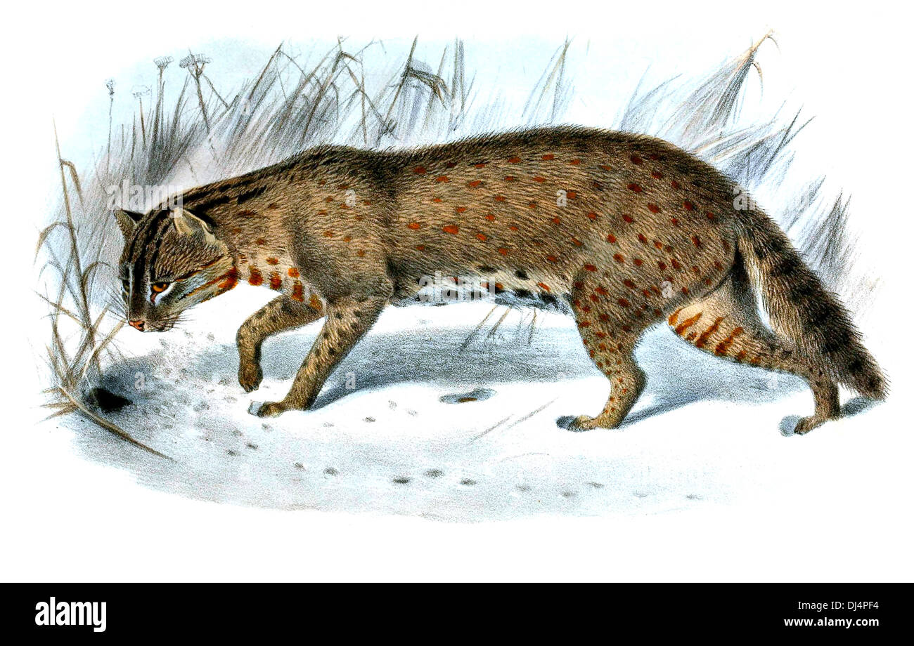 Felis Euptilura Leopard Cat Banque D'Images