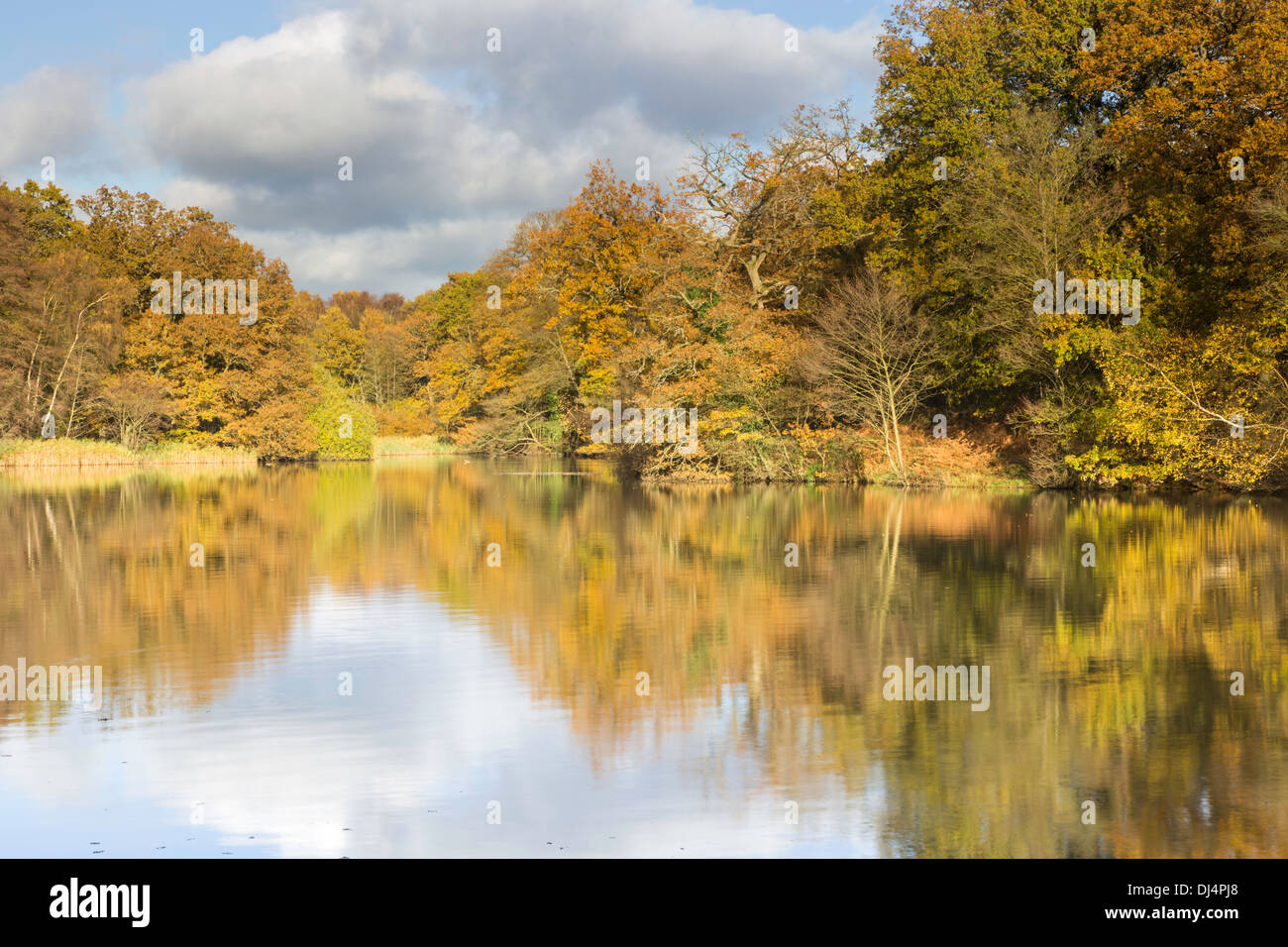 Réflexions d'automne à Cannop lacs dans la forêt de Dean, Gloucestershire, England, UK Banque D'Images