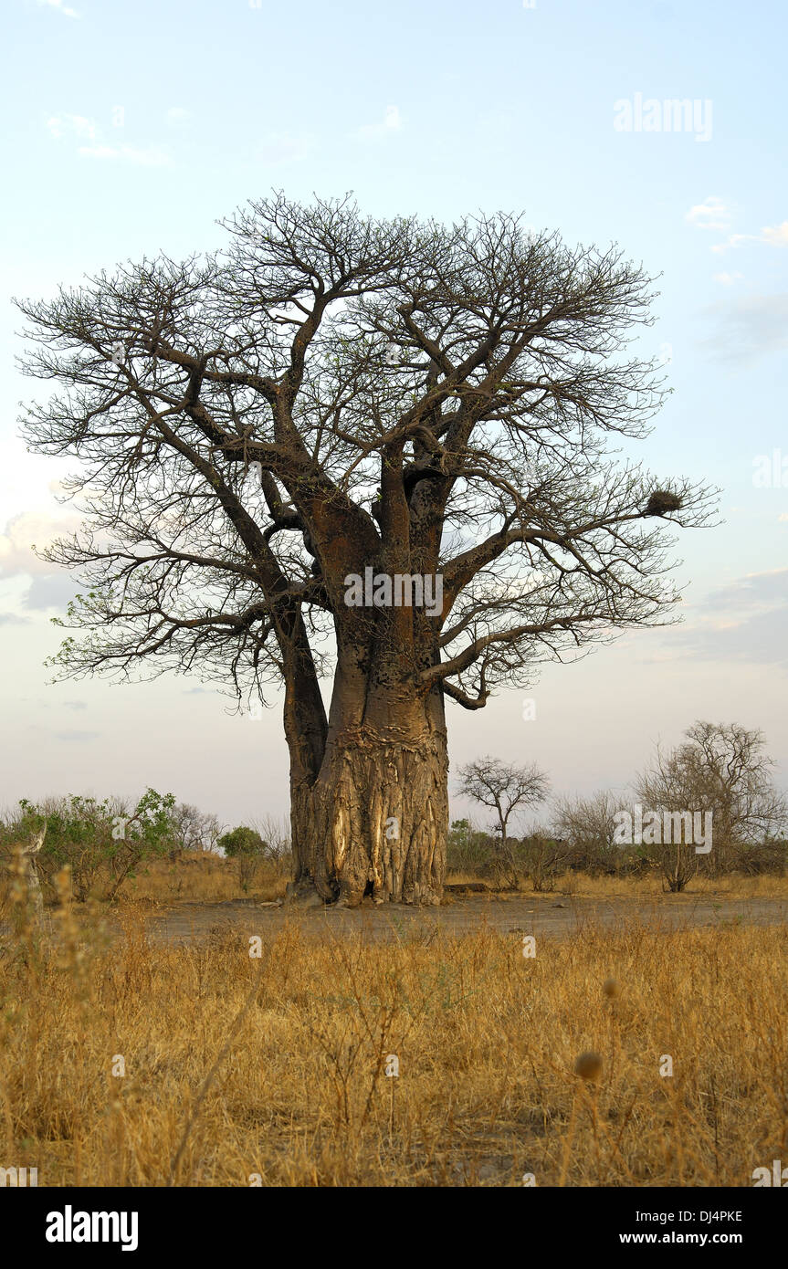 Arbre généalogique Baboab, Savuti, Botswana Banque D'Images