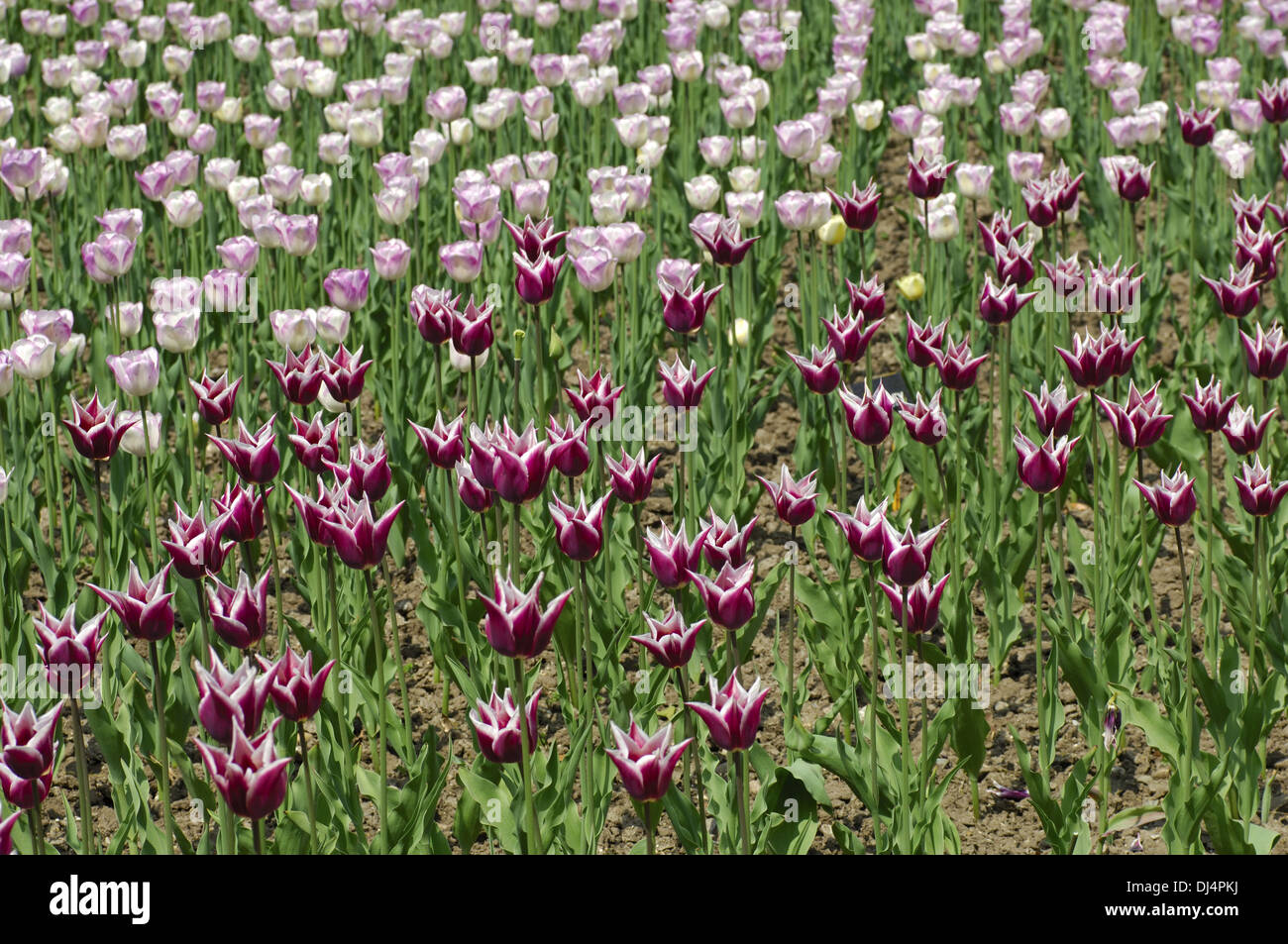 Claudia Tulipes, tulipes Hollandaises Banque D'Images