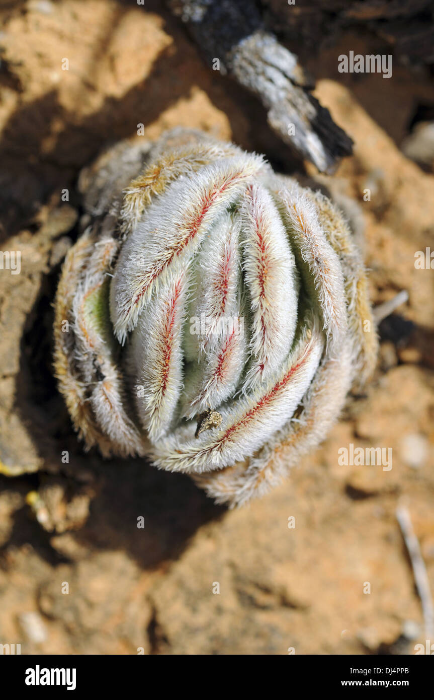 Crassula barbata, Knersvlakte, Afrique du Sud Banque D'Images