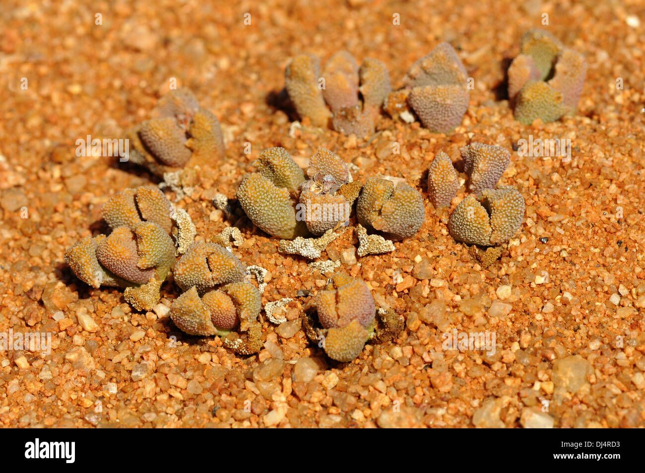 Titanopsis sp., Le Namaqualand, Afrique du Sud Banque D'Images