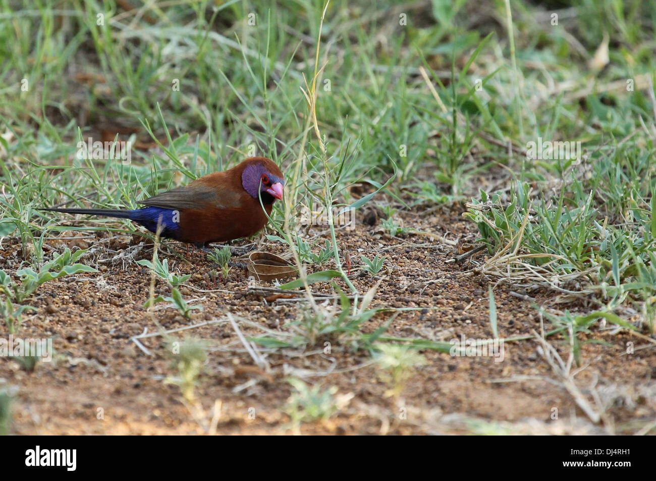 Hibou waxbill Violet Uraeginthus granatinus mâle Banque D'Images