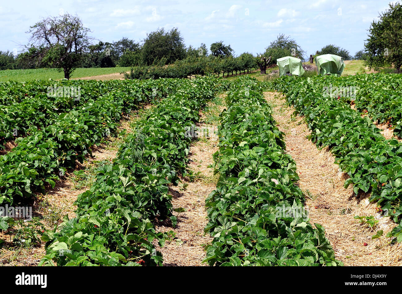 Champ de Fraises Banque D'Images