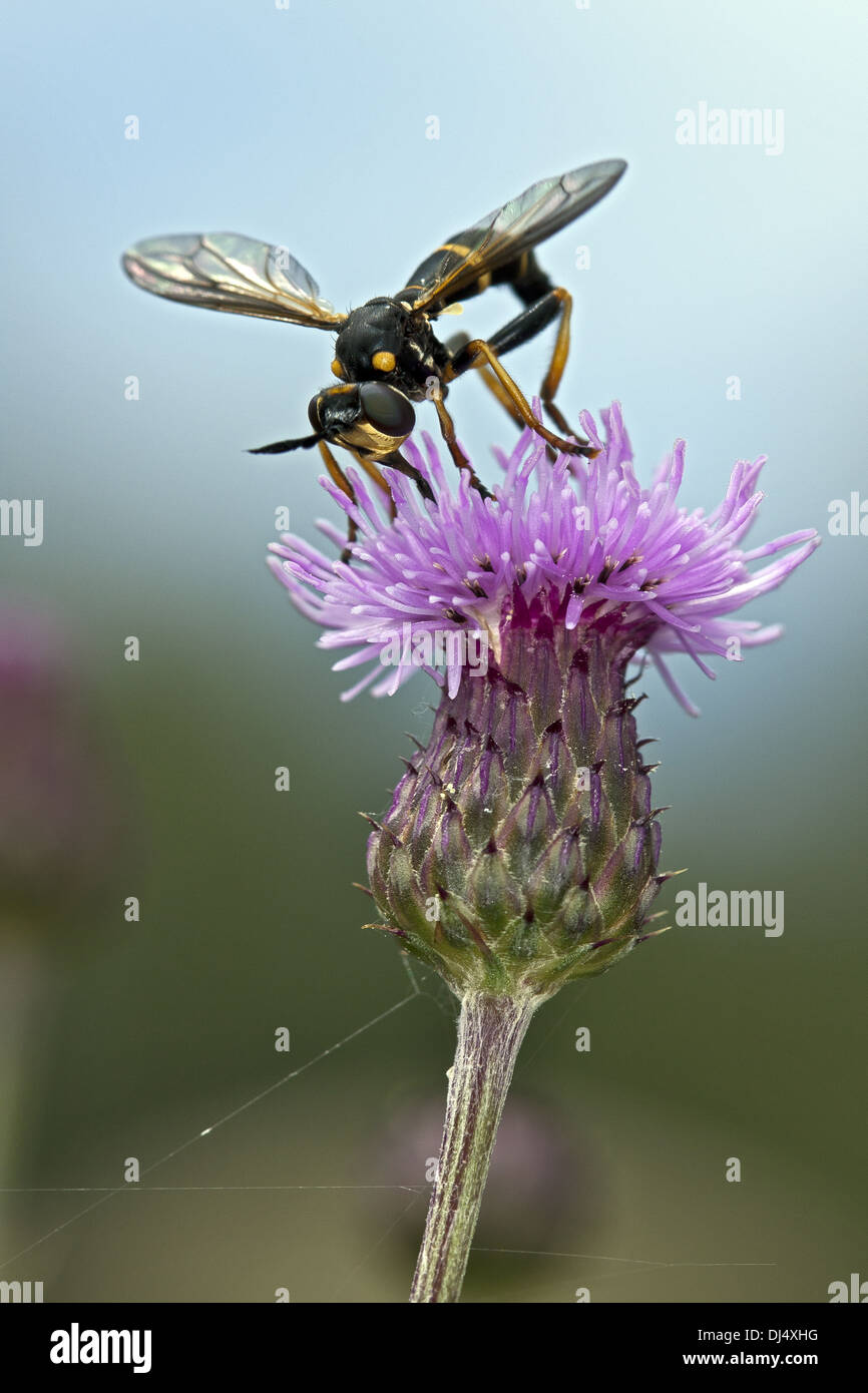 Le CONOPS, ceriaeformis à tête épaisse Fly Banque D'Images