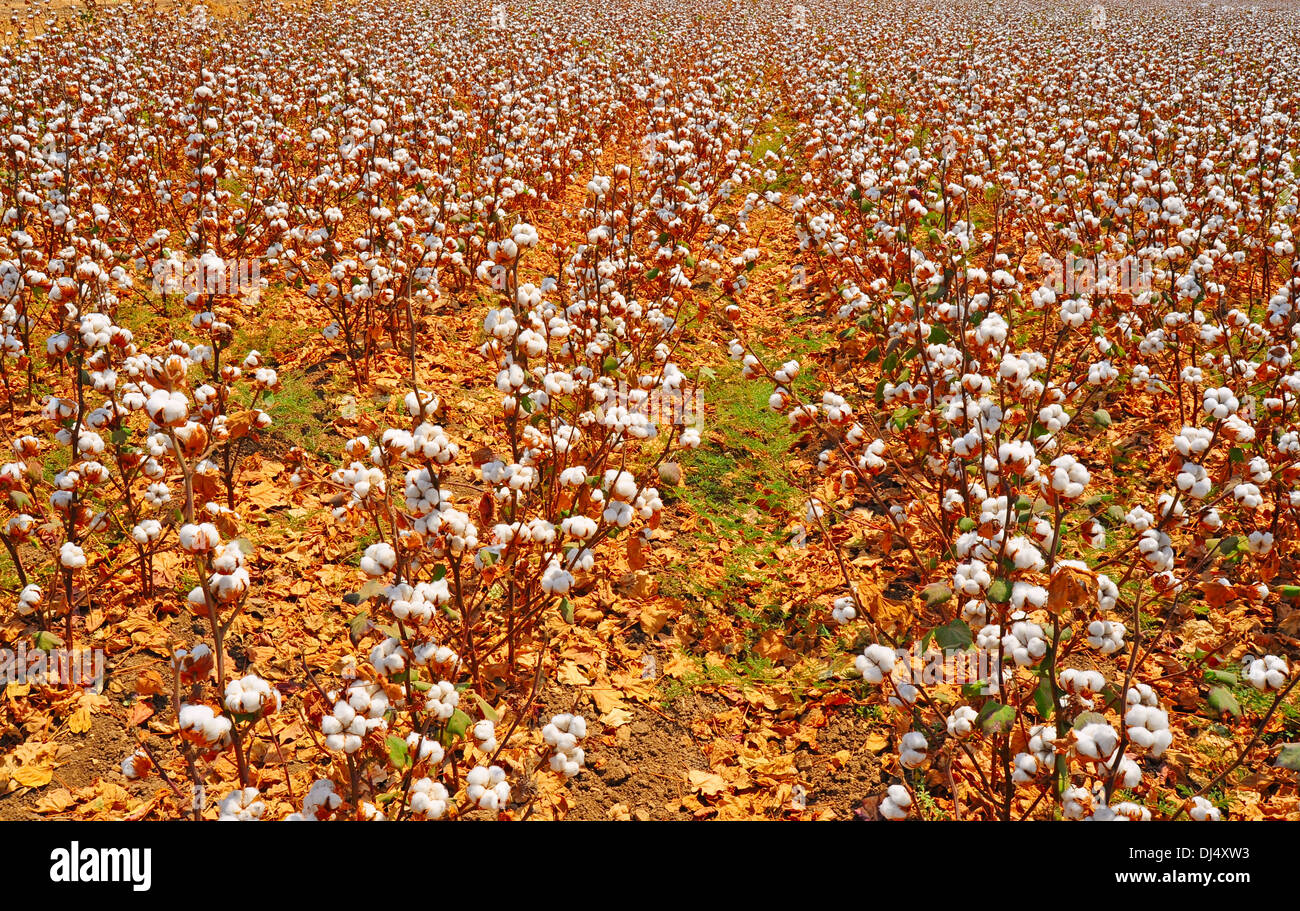 Fruits de coton Banque D'Images