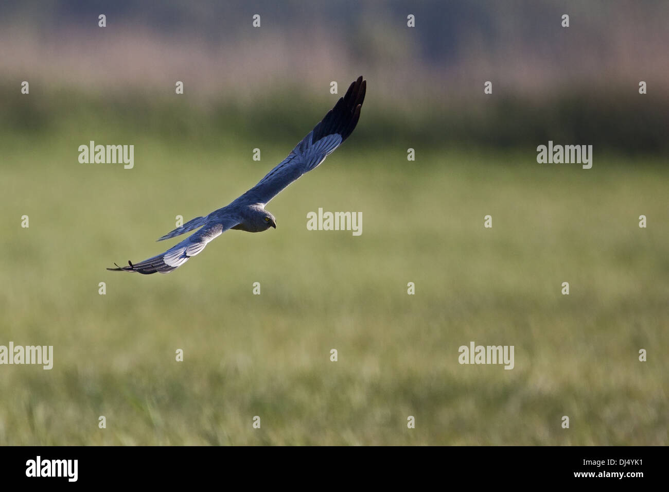 Montagu's harrier, Circus pygargus Banque D'Images Montagu's harrier, Circus pygargus Banque D'Images