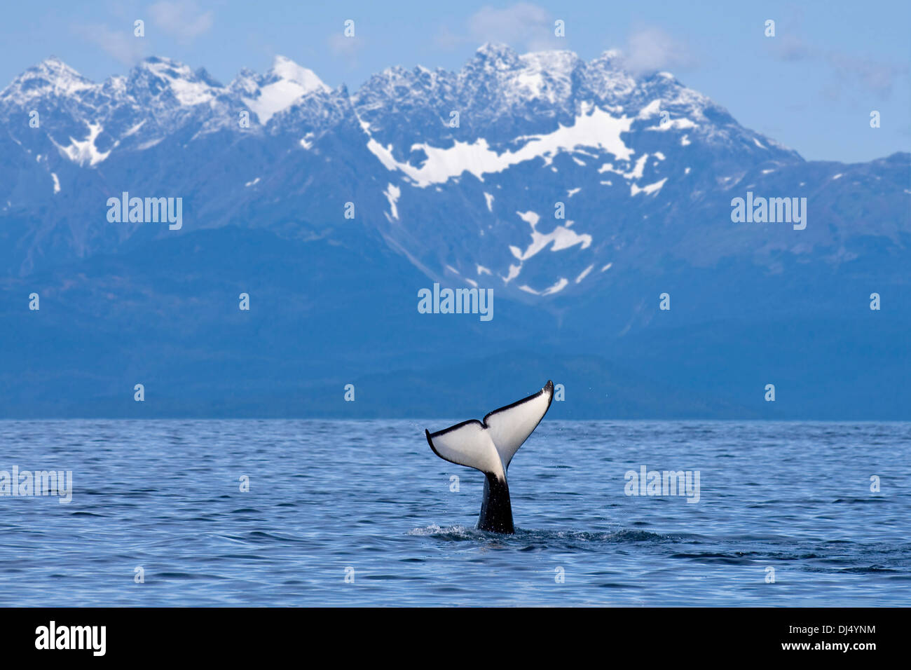 Les surfaces d'Orca et plonge avec Fluke visible dans Canal Lynn avec les Lions Head Mountain en arrière-plan, de l'Alaska Banque D'Images