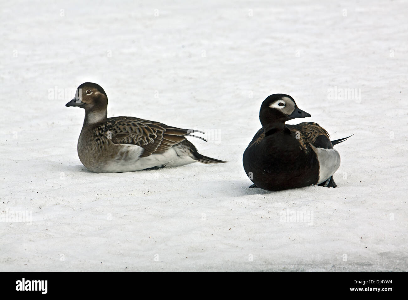 Clangula hyemalis, Long-tailed Duck Banque D'Images