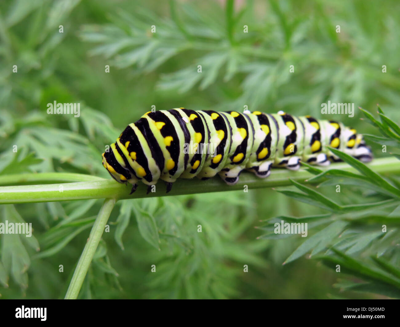 Insecte papillon machaon tigre caterpillar eating carrot verts Banque D'Images