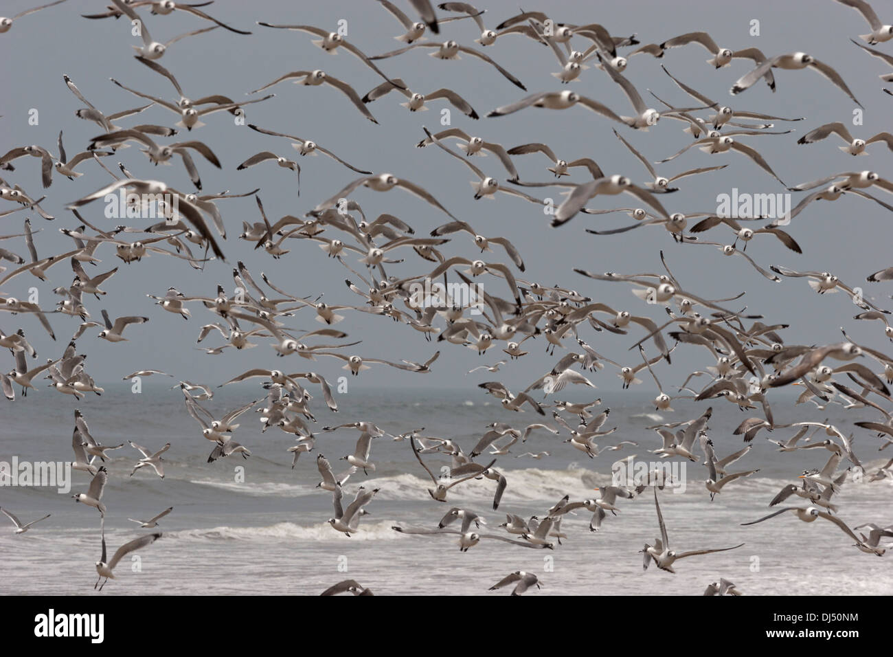 Troupeau de mouettes gaviotas Pérou Banque D'Images