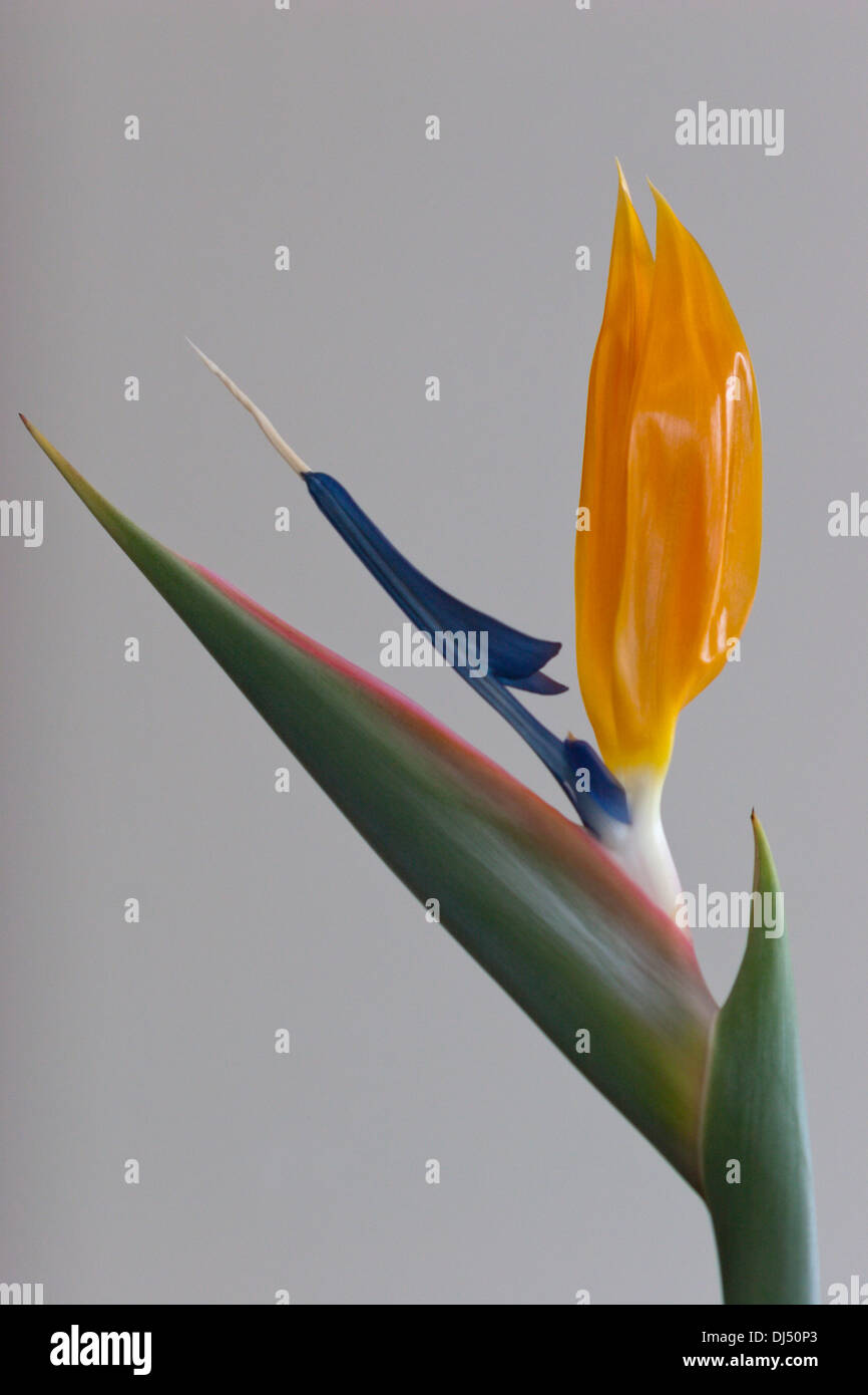 Oiseau du Paradis Strelitzia flower Banque D'Images