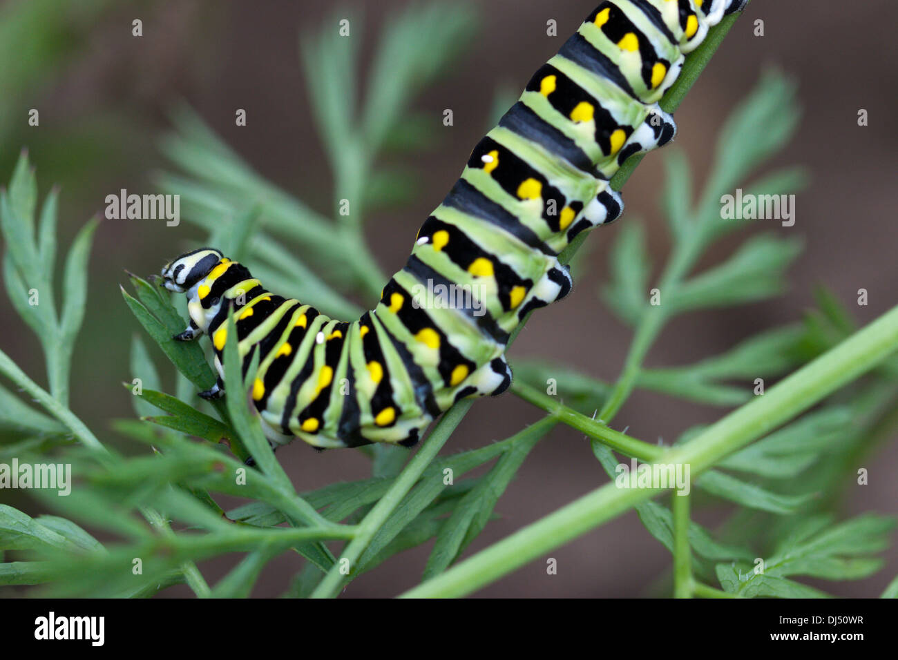 Insecte papillon machaon tigre caterpillar eating carrot verts Banque D'Images