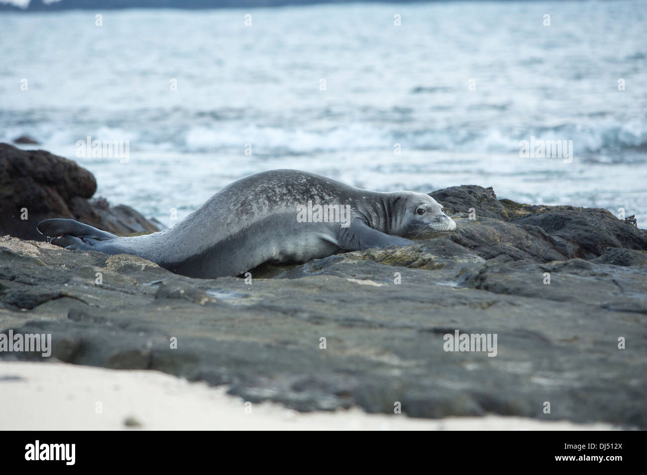 Le phoque moine hawaiien en natation piscine de marée au large de l'Île Manana Banque D'Images