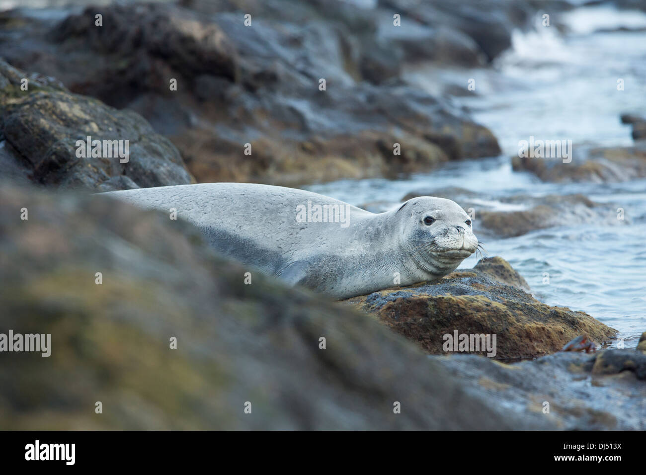 Le phoque moine hawaiien en natation piscine de marée au large de l'Île Manana Banque D'Images