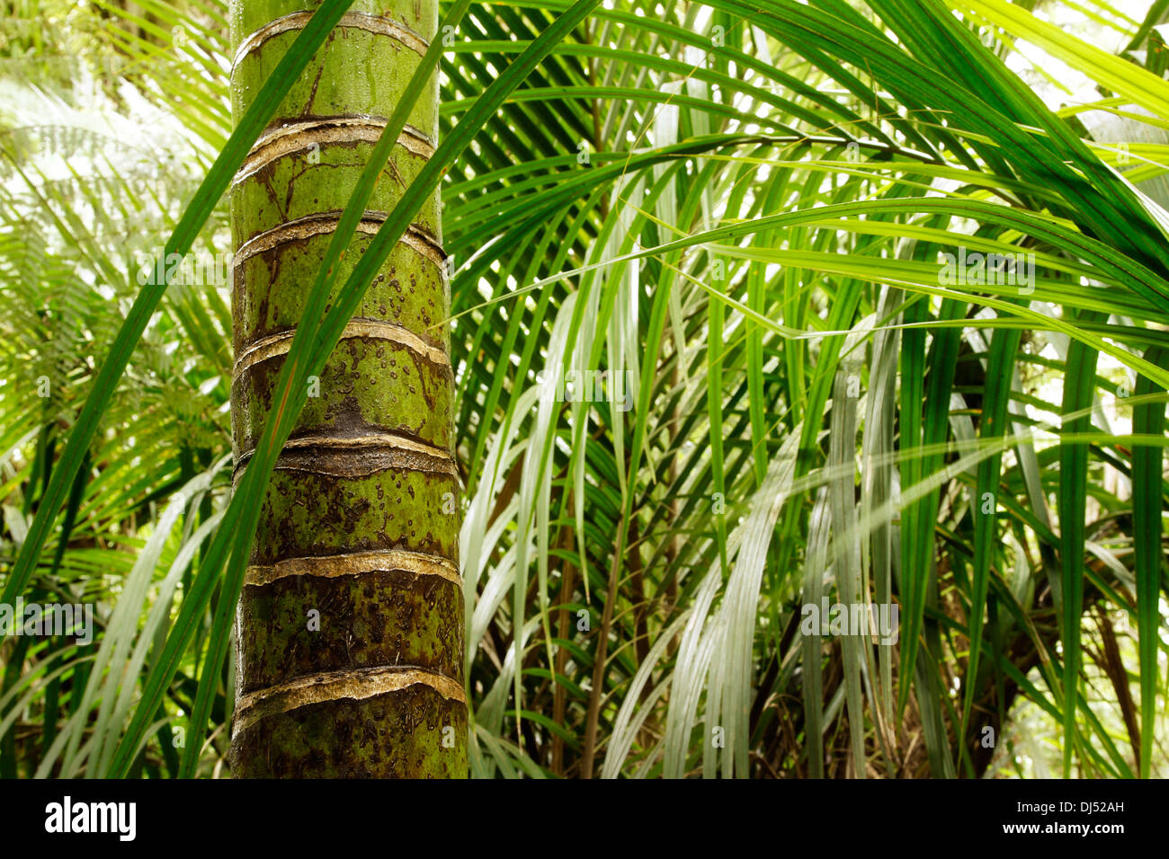 Dans une végétation luxuriante jungle tropicale Banque D'Images
