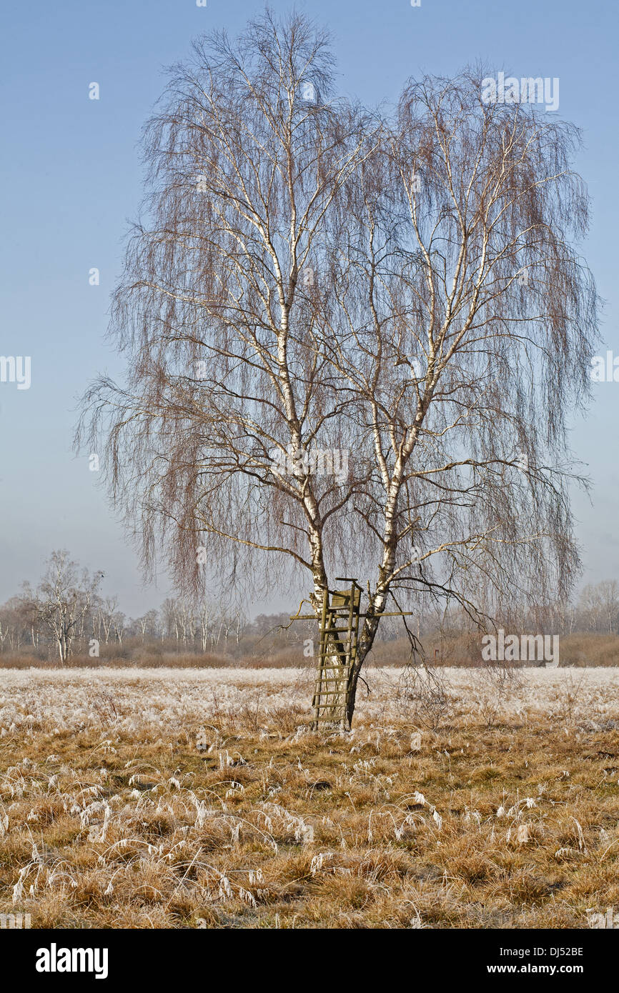 Assis dans le jeu de Moor, Bavariy, Allemagne Banque D'Images