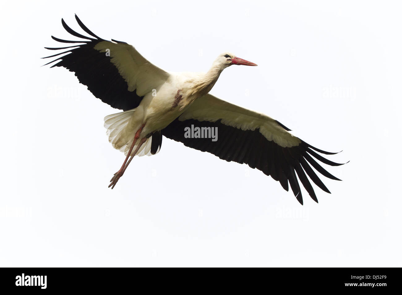 Cigogne Blanche (Ciconia ciconia) Banque D'Images