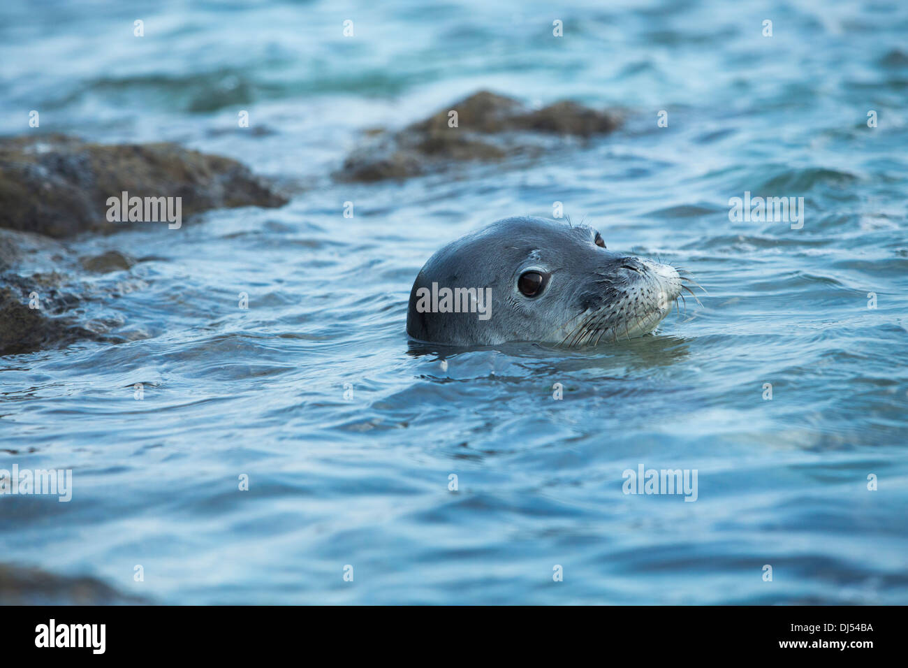 Le phoque moine hawaiien en natation piscine de marée au large de l'Île Manana Banque D'Images