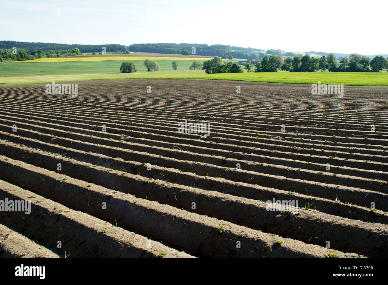 Champ de pommes de terre Banque D'Images