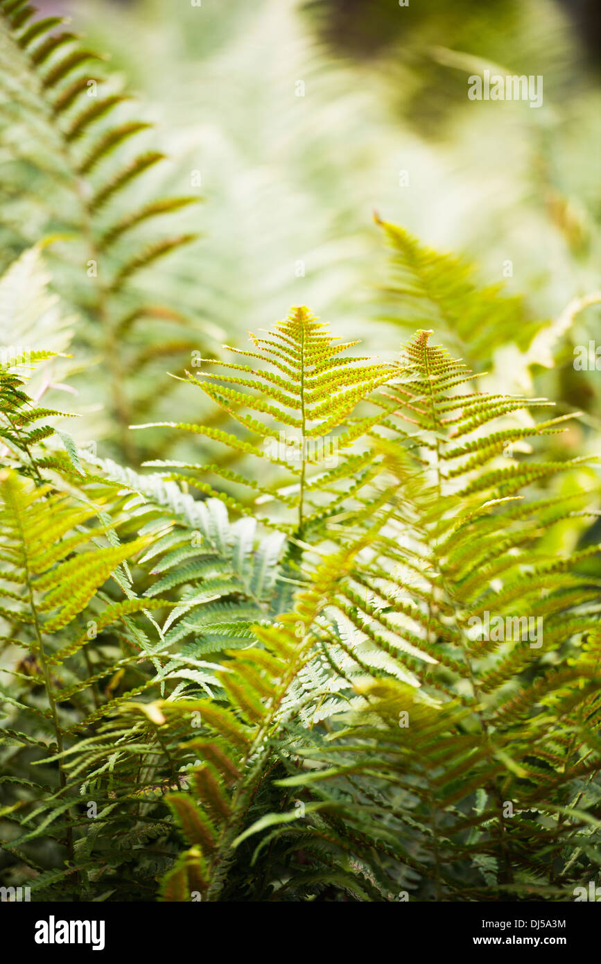 Détail de la nature avec les plantes croissant dans fougère vert forêt Banque D'Images