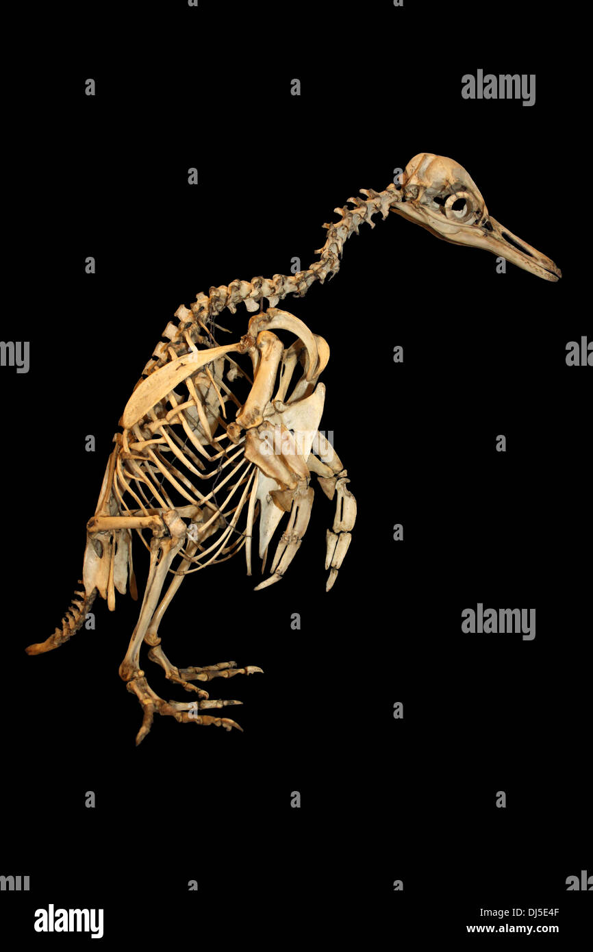 Spheniscus mendiculus manchot des Galapagos Skeleton Banque D'Images