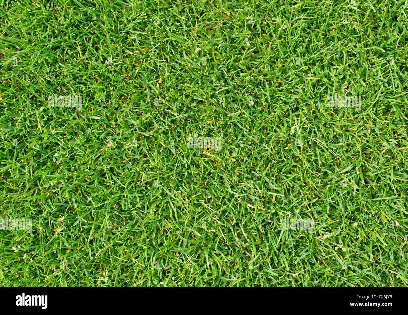 La texture de l'herbe verte Banque D'Images