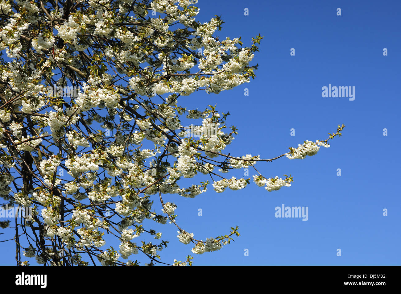 Blossoming apple tree Banque D'Images