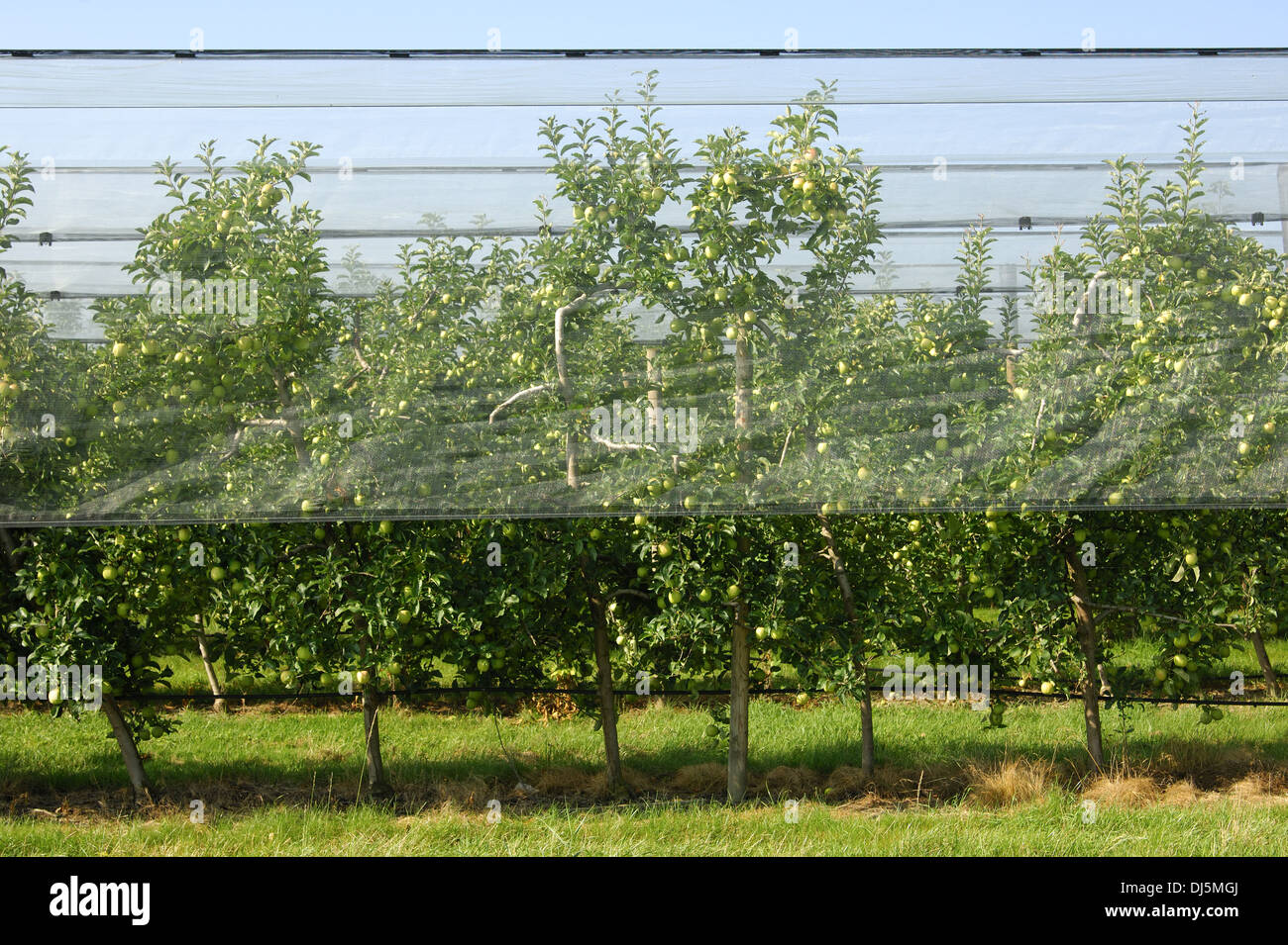 Plantation d'Apple, grêle Banque D'Images
