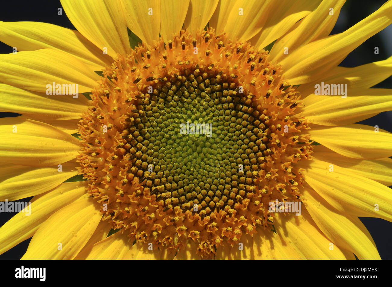 Fleur du soleil Banque D'Images