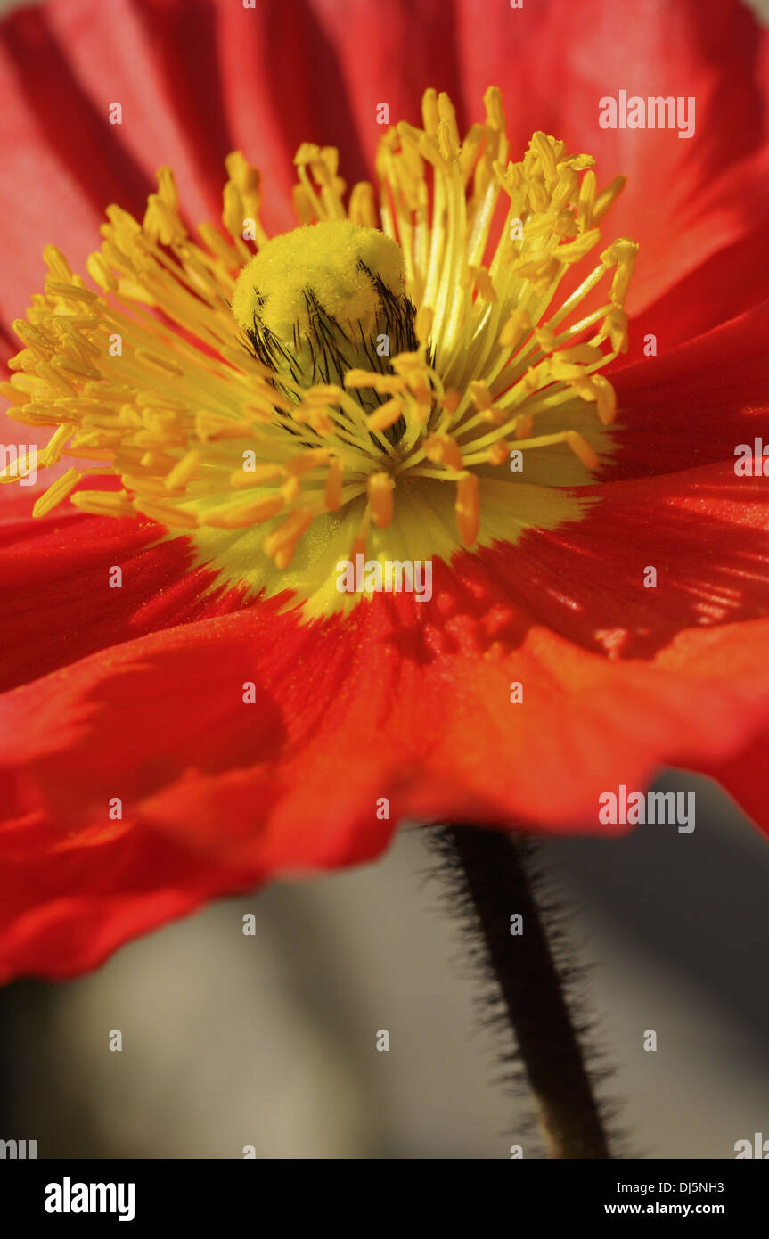 Pavot d’Islande Banque D'Images