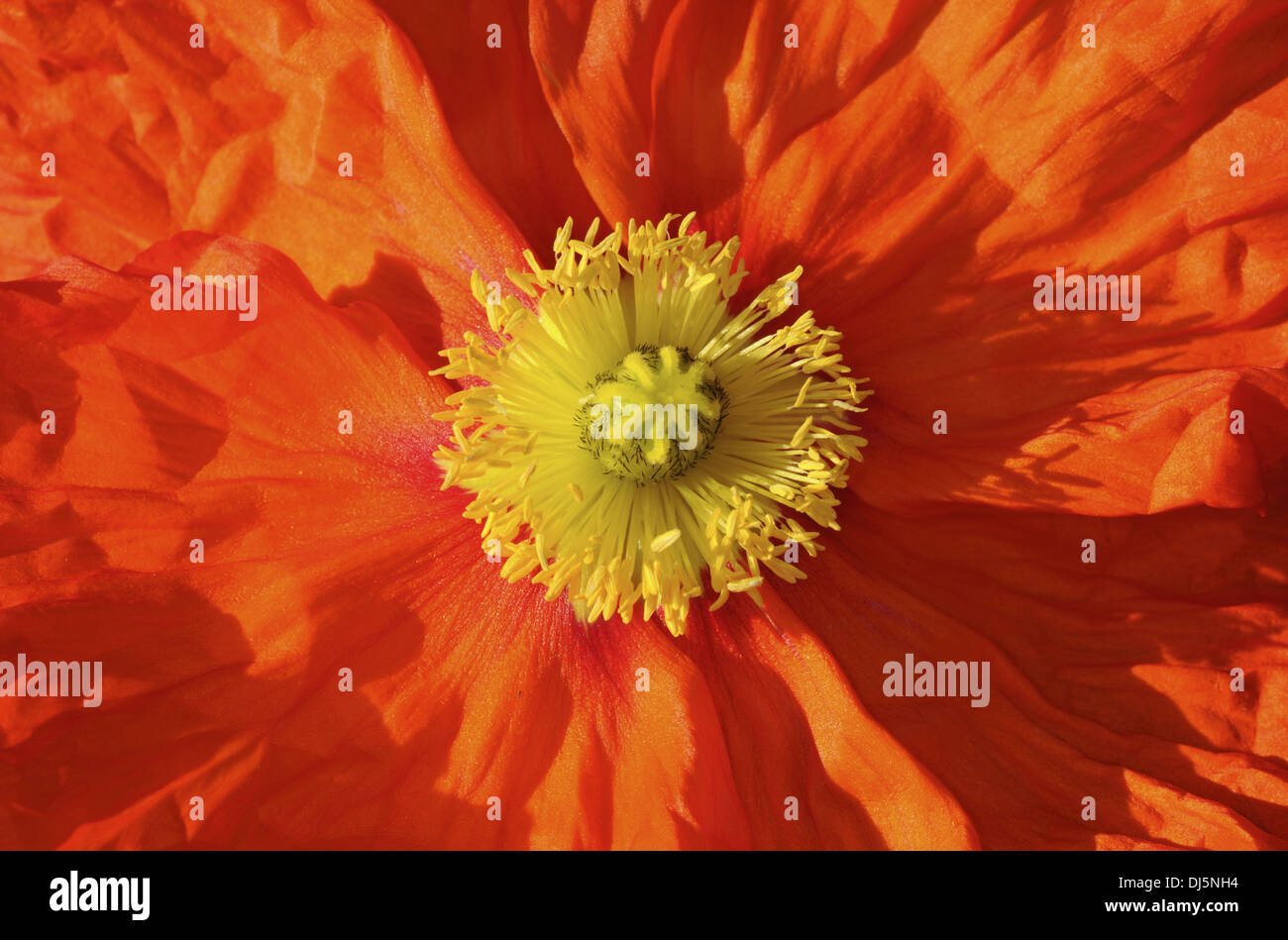 Pavot d’Islande Banque D'Images