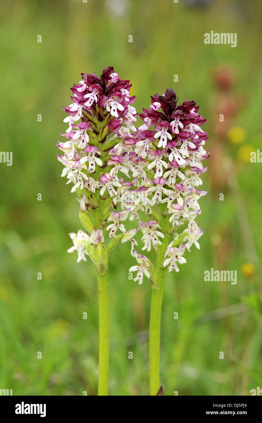 Orchidée de feu Banque D'Images