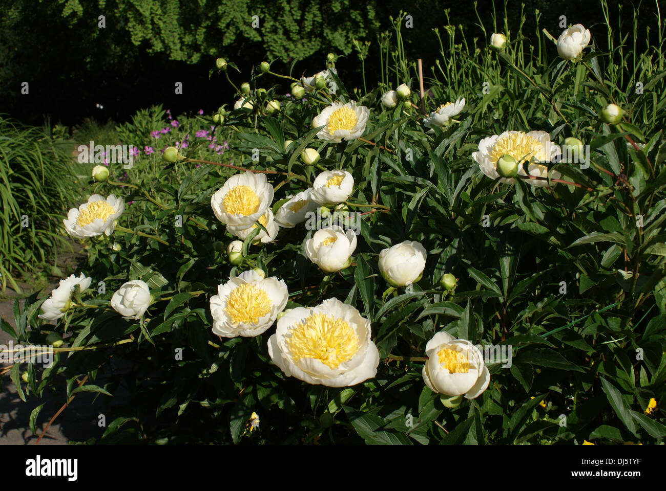 Pivoine Banque D'Images