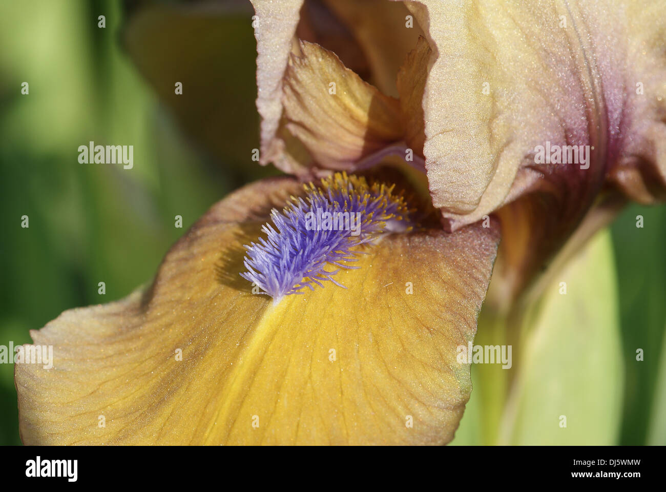 Iris barbata-nana Banque D'Images
