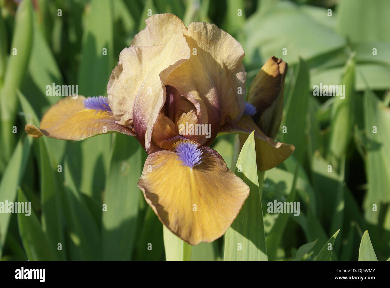Iris barbata-nana Banque D'Images