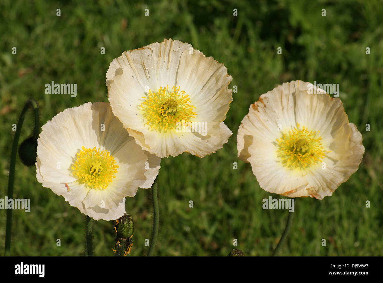 Pavot d’Islande Banque D'Images