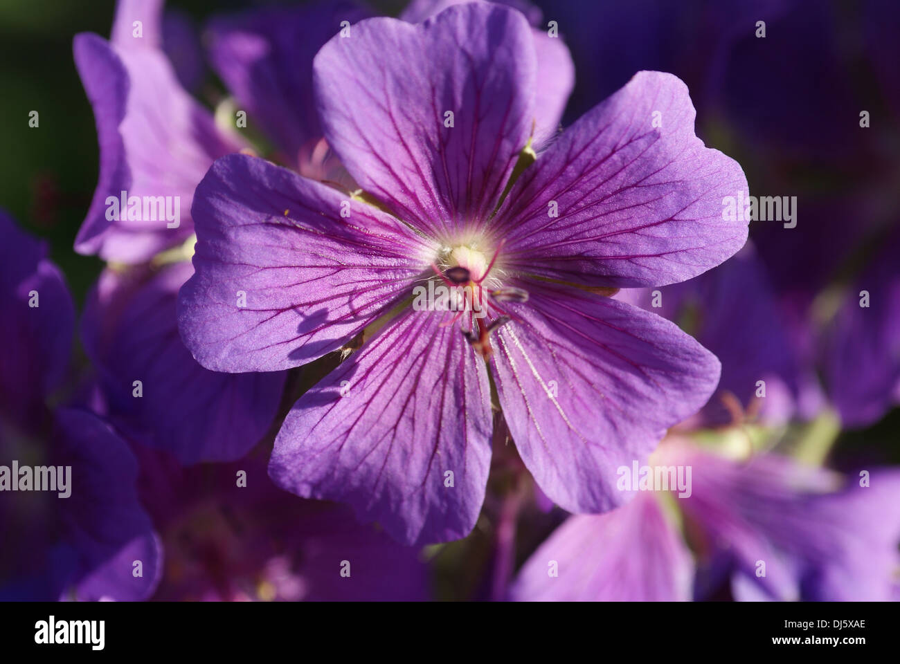 Geranium x magnificum Banque D'Images