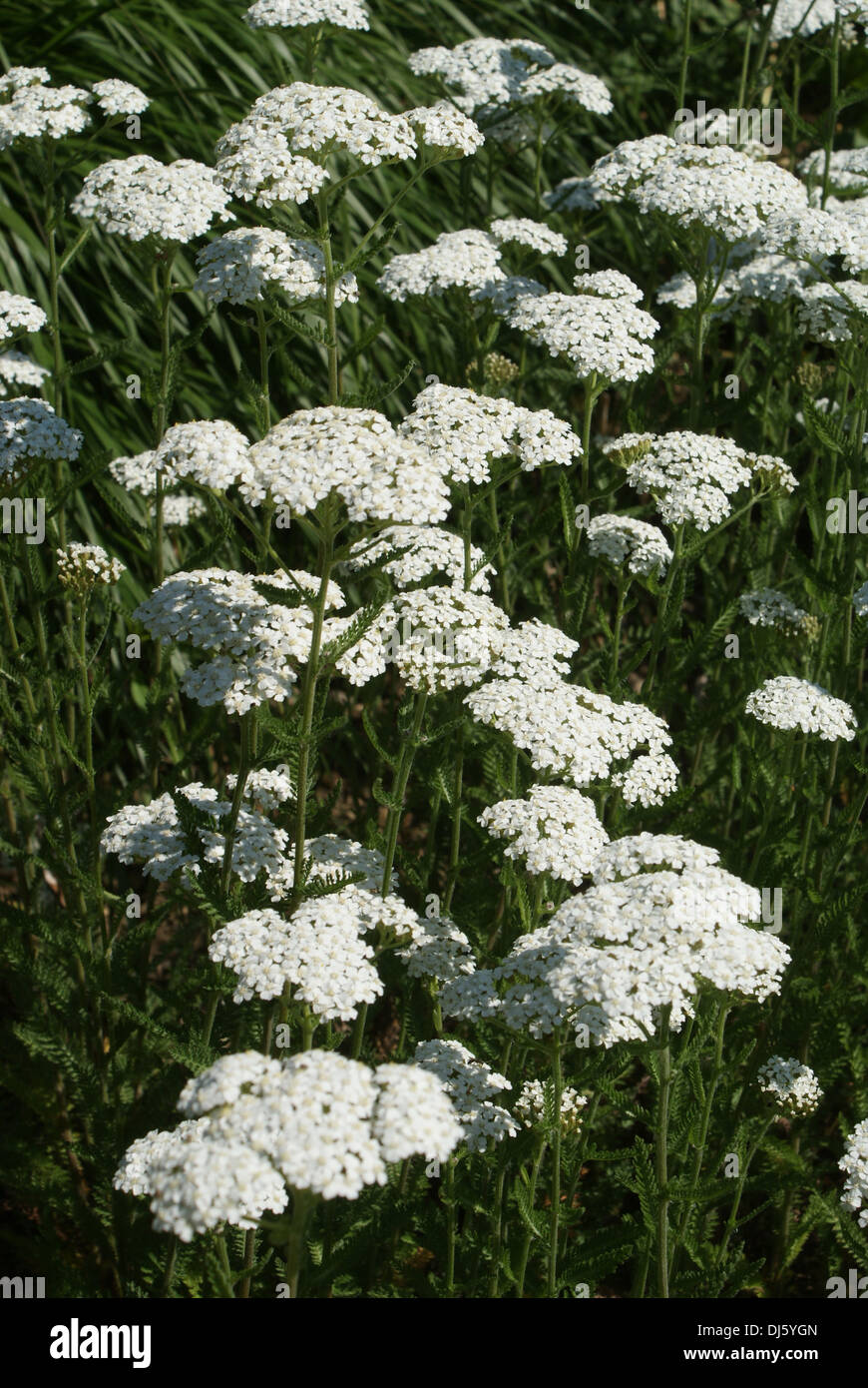 L'Achillea millefolium achillée, Schafgarbe, Banque D'Images