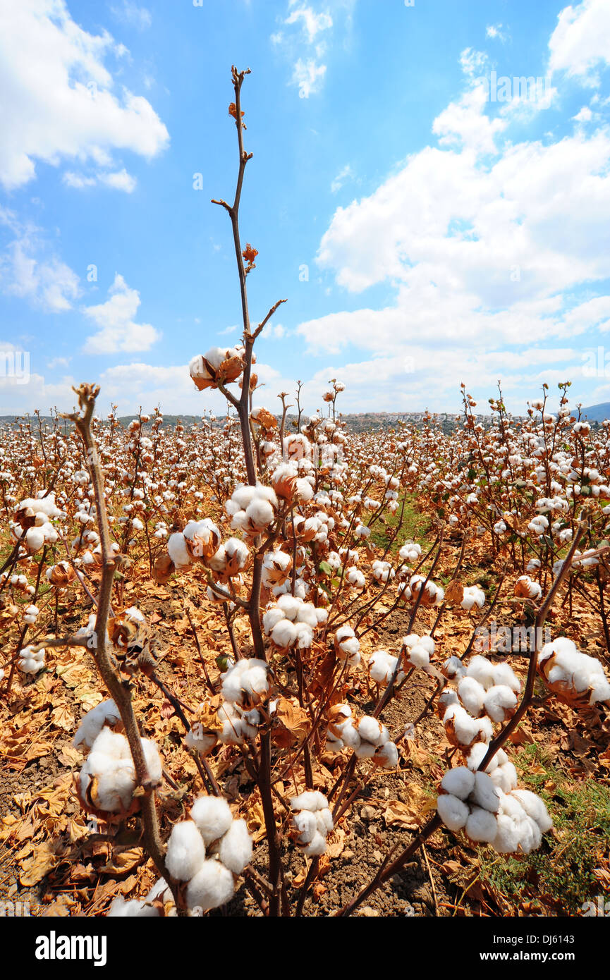 Fruits de coton Banque D'Images