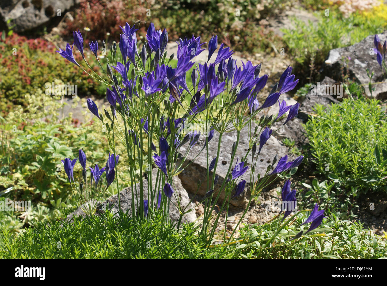 Le Triteleia laxa, Frühlingsstern Banque D'Images