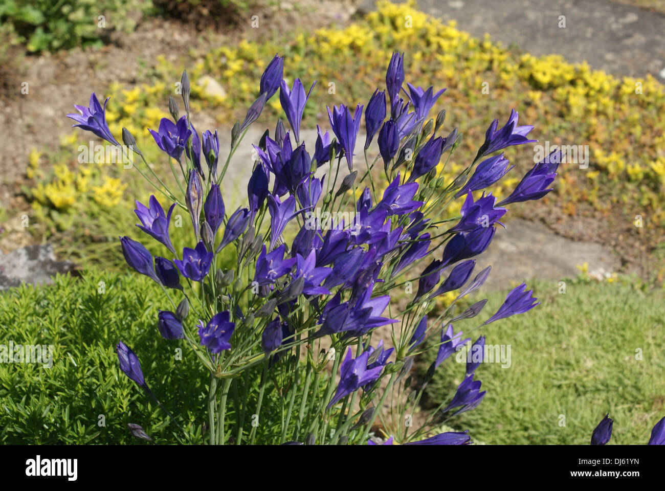 Le Triteleia laxa, Frühlingsstern Banque D'Images