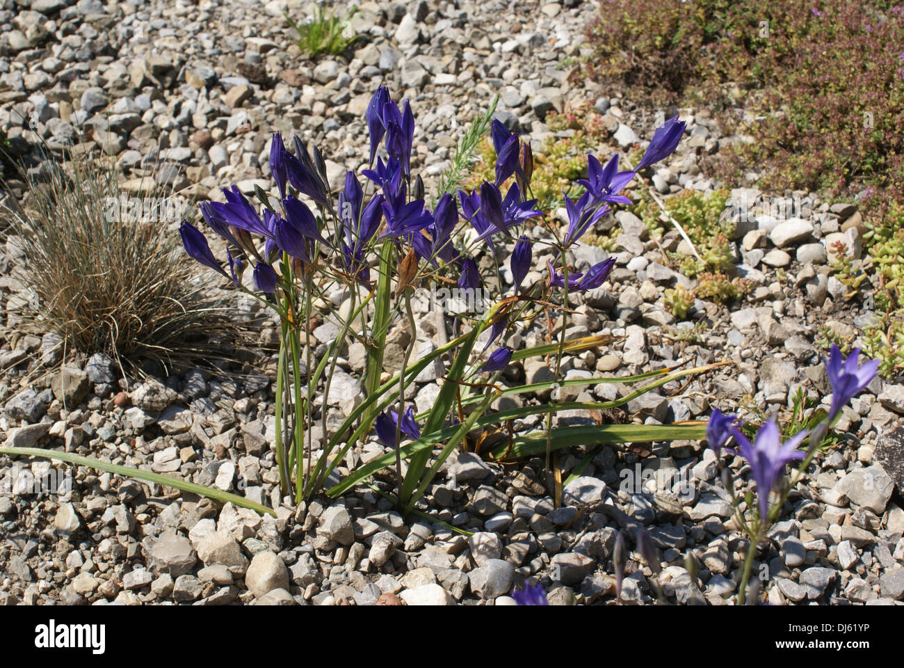 Le Triteleia laxa, Frühlingsstern Banque D'Images
