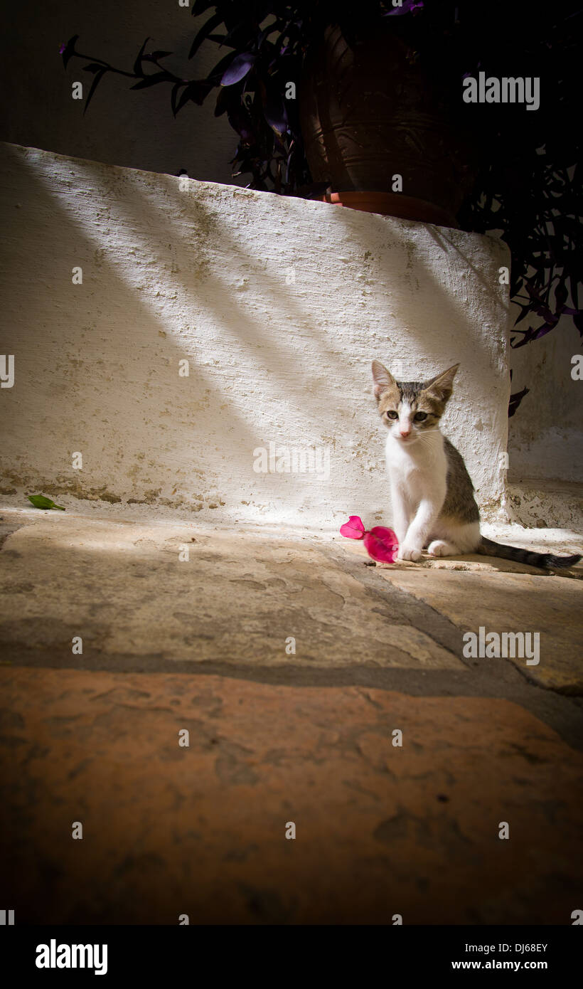 Cat sitting grec avec une fleur paisiblement dans un pool de lumière sur un sol carrelé avec un mur blanc derrière. Banque D'Images