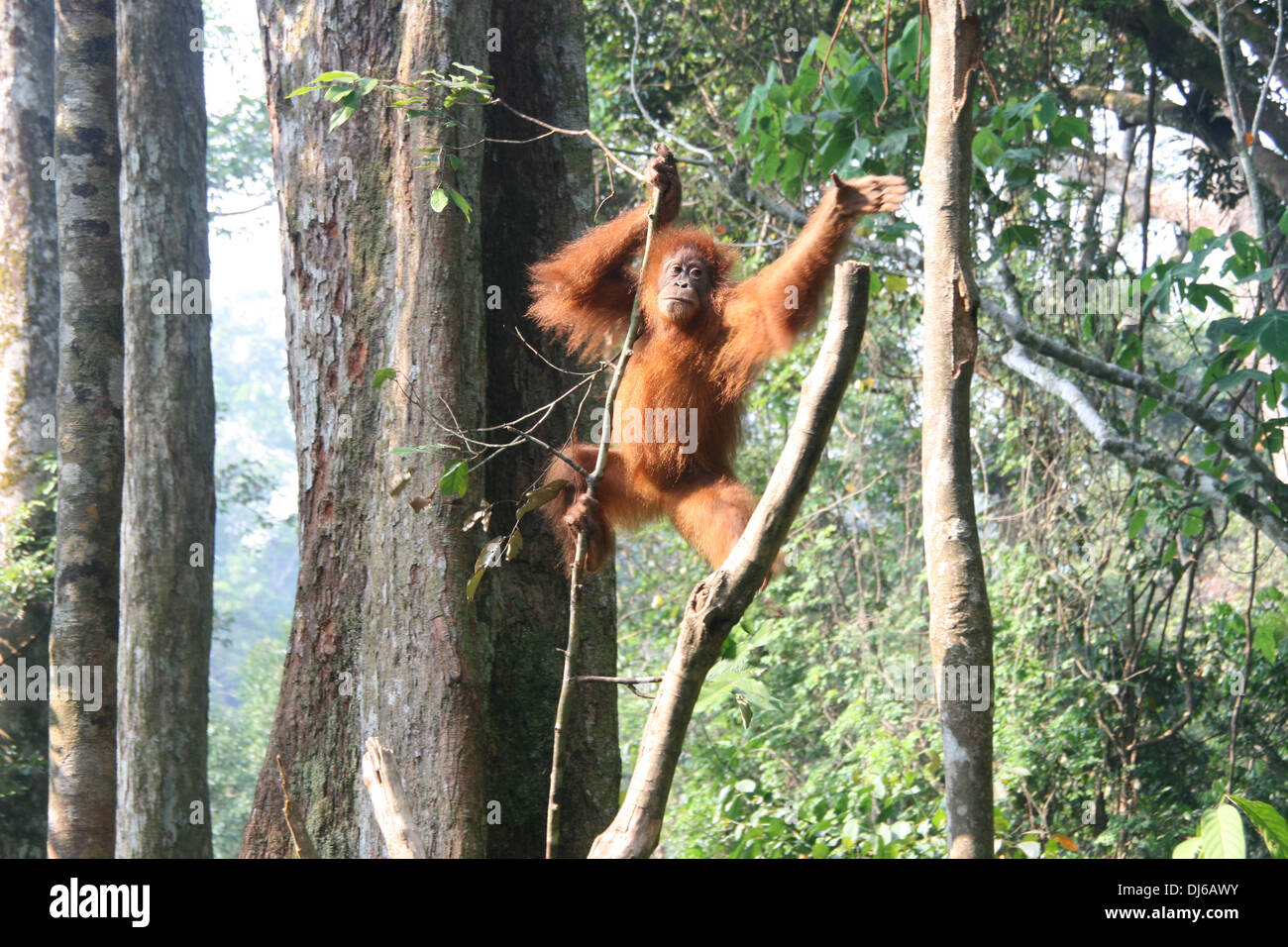 Orang-outan balançant d'arbre en arbre à Bukit Lawang, Sumatra, Indonésie Banque D'Images