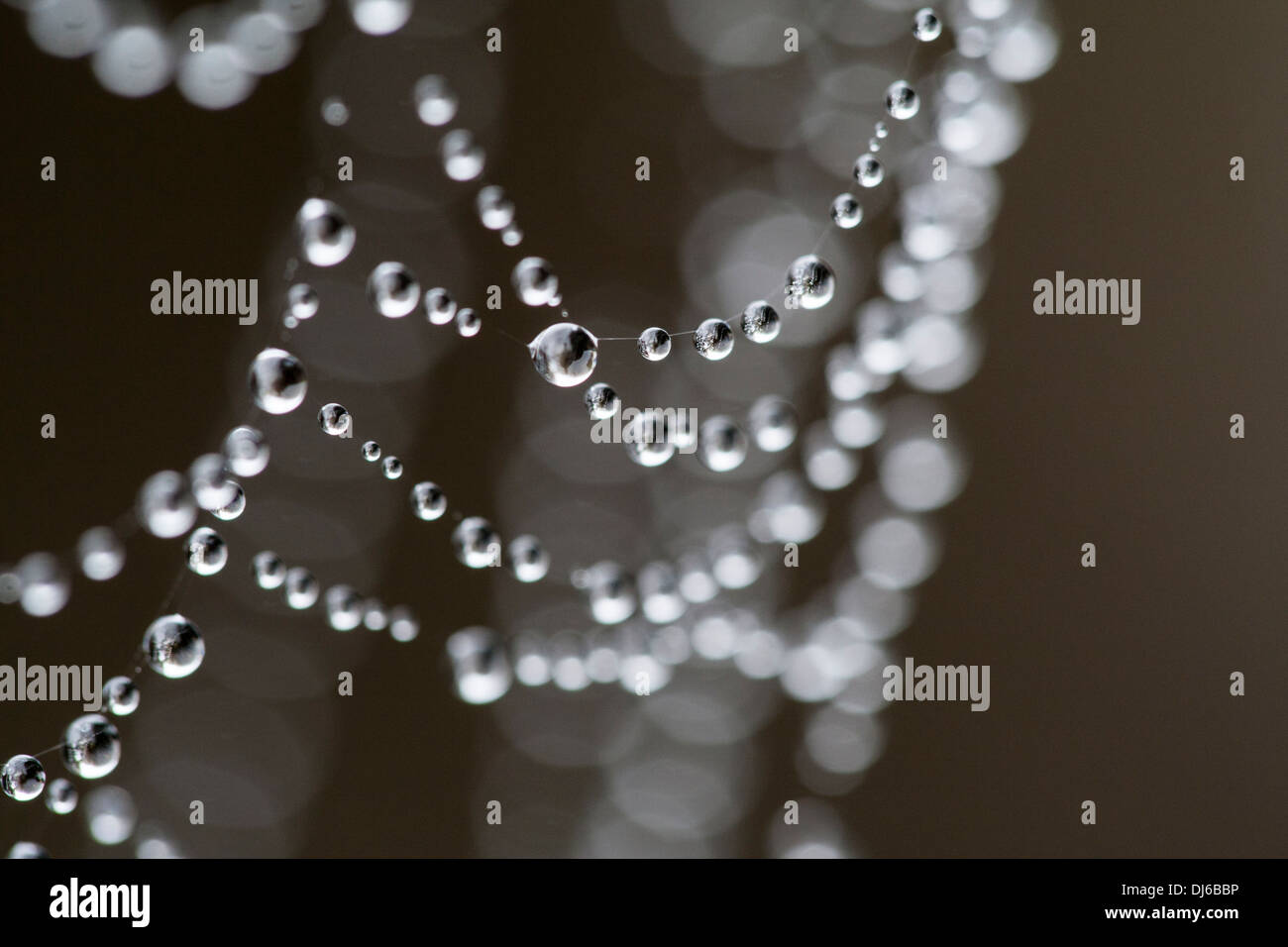 Perles d'eau sur une toile d'araignée Banque D'Images