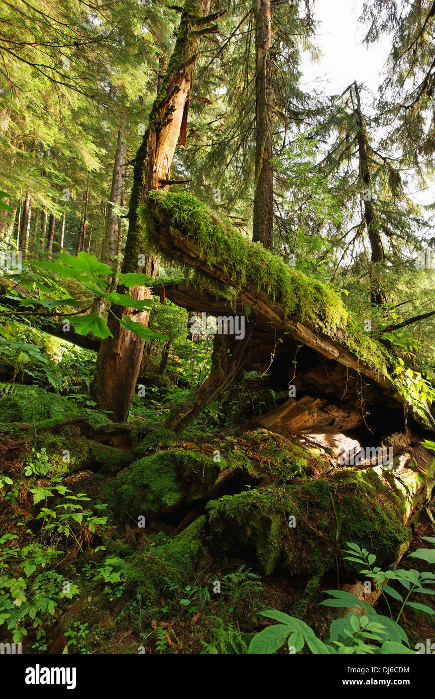 Un mélange de feuillage Forêt grandissant autour des arbres tombés dans la forêt nationale de Tongass en Alaska du Sud-Est Banque D'Images